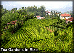 rize 